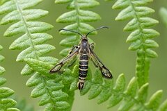 David Plant Photography - Wildlife Photography - Six-belted clearwing - H