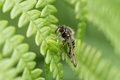 David Plant Photography - Wildlife Photography - Six-belted clearwing - I
