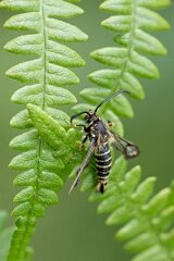 David Plant Photography - Wildlife Photography - Six-belted clearwing - J