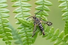 David Plant Photography - Wildlife Photography - Six-belted clearwing - K