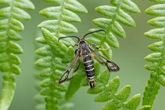 David Plant Photography - Wildlife Photography - Six-belted clearwing - L