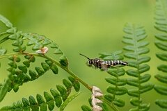 David Plant Photography - Wildlife Photography - Six-belted clearwing - M