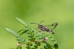 David Plant Photography - Wildlife Photography - Six-belted clearwing - N