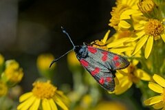 David Plant Photography - Wildlife Photography - Six-spot burnet - K