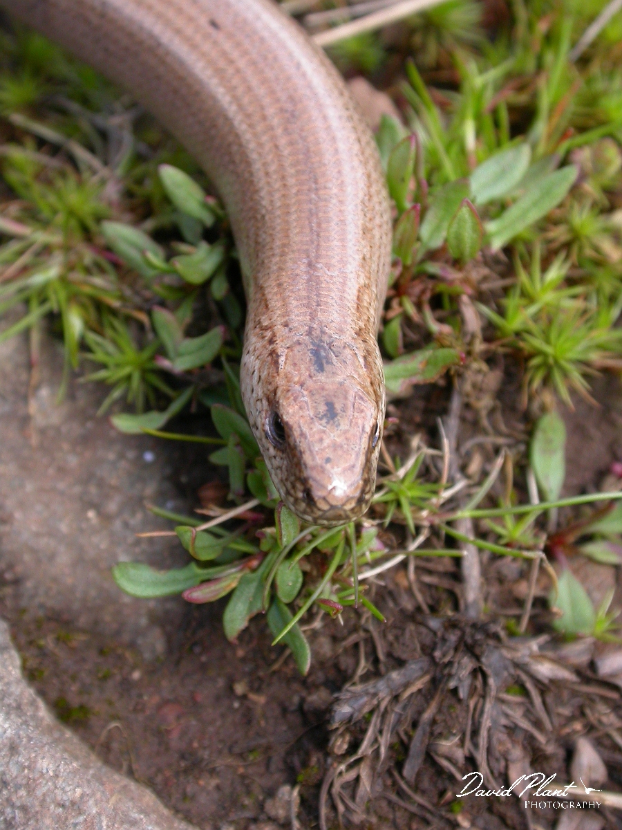 David Plant Photography - Wildlife Photographer - Slow worm male head - B.jpg - Slow worm, Anguis fragilis, male head - Bath