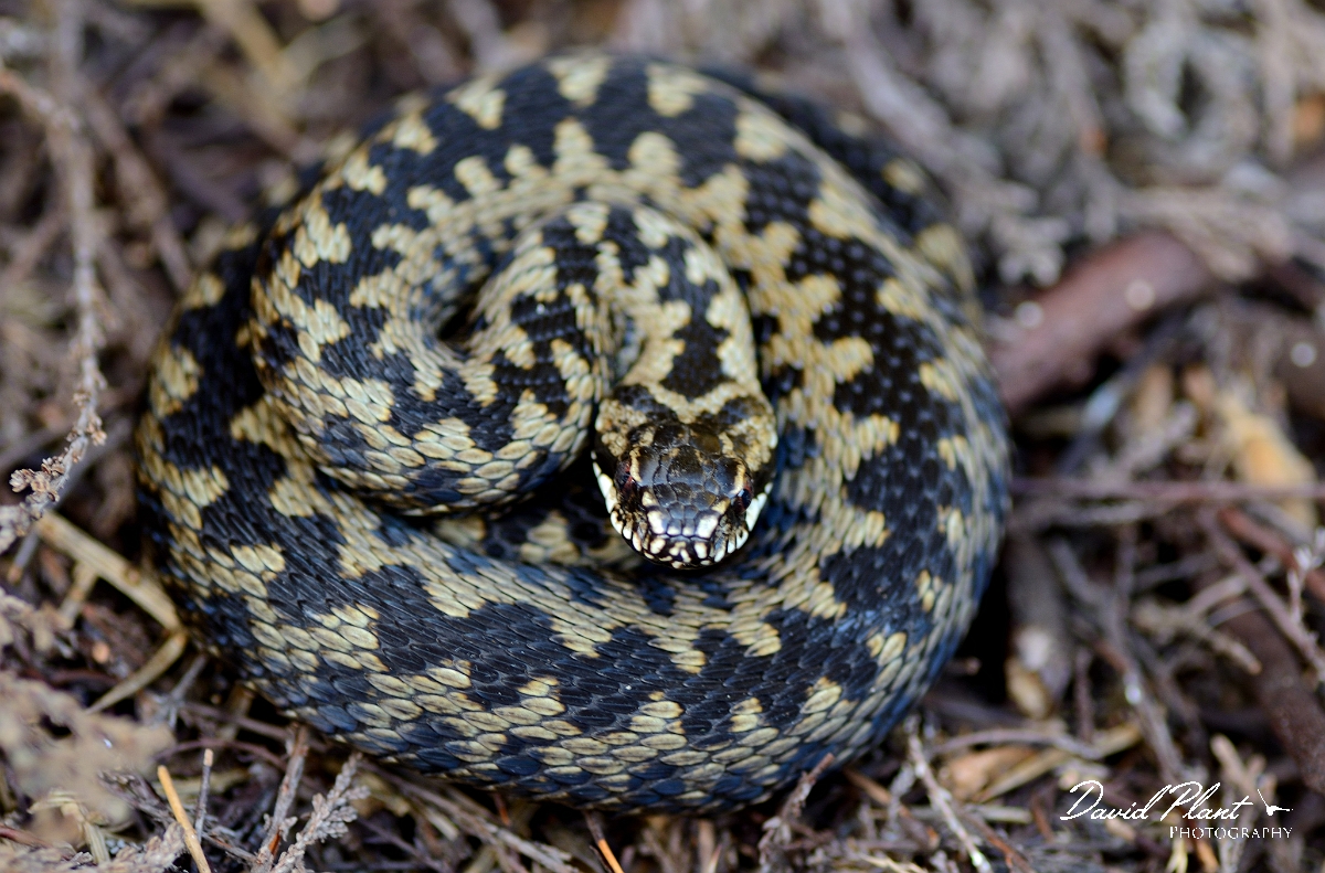 David Plant Photography - Wildlife Photography - Adder - A.jpg - Adder, Vipera berus, coiled - Dorset