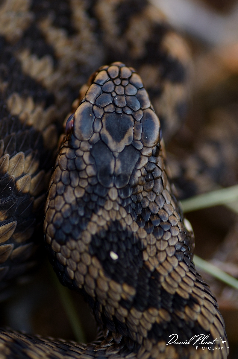 David Plant Photography - Wildlife Photography - Adder - B.jpg - Adder, Vipera berus, head - Dorset