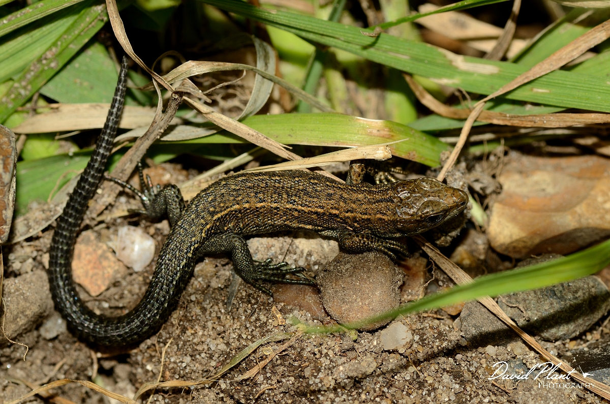 David Plant Photography - Wildlife Photography - Common lizard - B.jpg - Common lizard,  Zootoca vivipara, juvenile - Suffolk