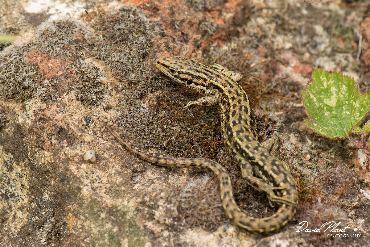 David Plant Photography - Wildlife Photography - Common lizard - E.jpg - Common lizard, Zootoca vivipara, male  - Kent