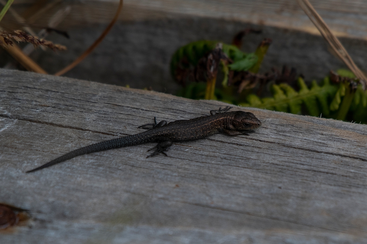 David Plant Photography - Wildlife Photography - Common lizard - F.JPG - Common lizard,  Zootoca vivipara - Sutherland