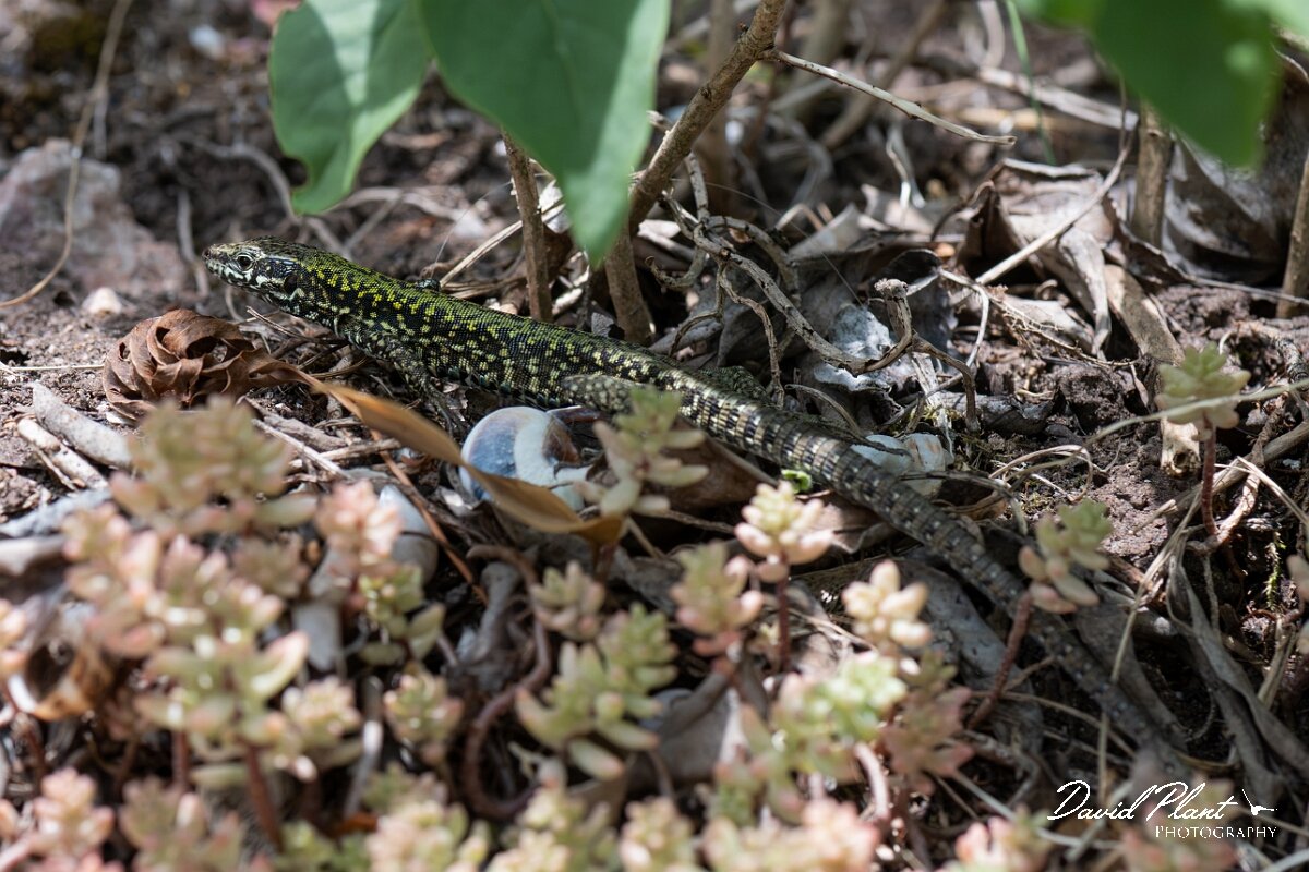 David Plant Photography - Wildlife Photography - Common wall lizard - A.jpg - Common wall lizard, Podarcis muralis - Bristol