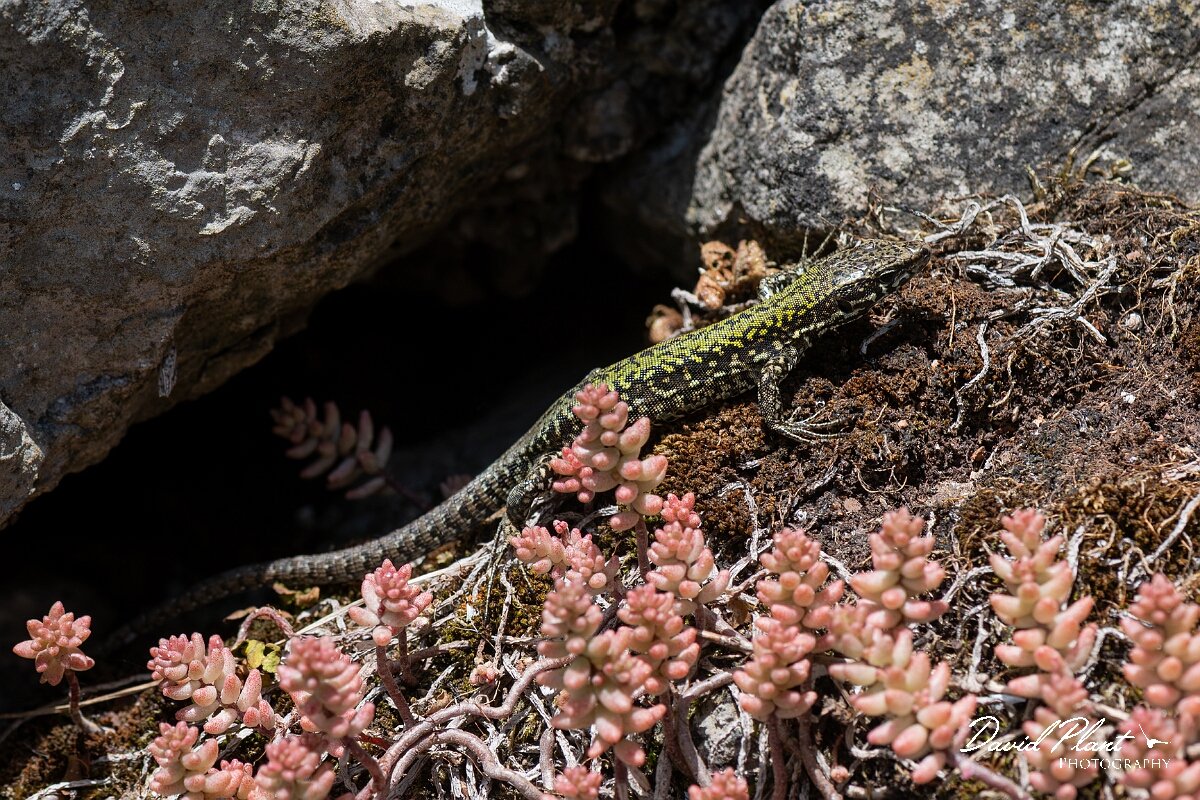 David Plant Photography - Wildlife Photography - Common wall lizard - B.jpg - Common wall lizard, Podarcis muralis - Bristol