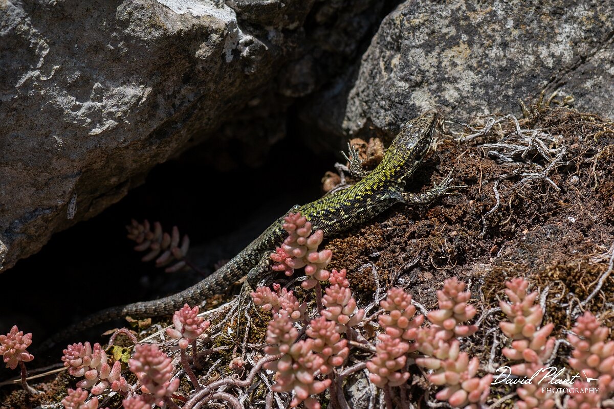 David Plant Photography - Wildlife Photography - Common wall lizard - C.jpg - Common wall lizard, Podarcis muralis - Bristol