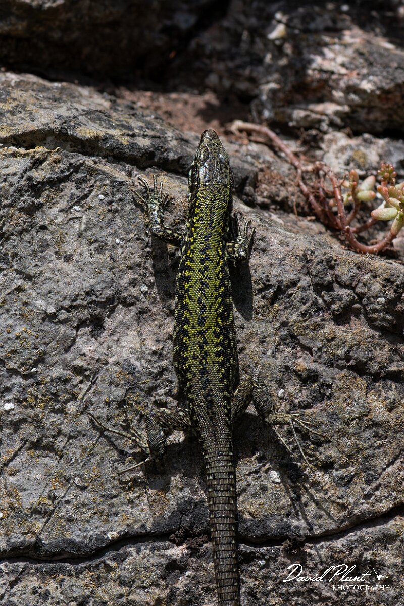David Plant Photography - Wildlife Photography - Common wall lizard - D.jpg - Common wall lizard, Podarcis muralis - Bristol