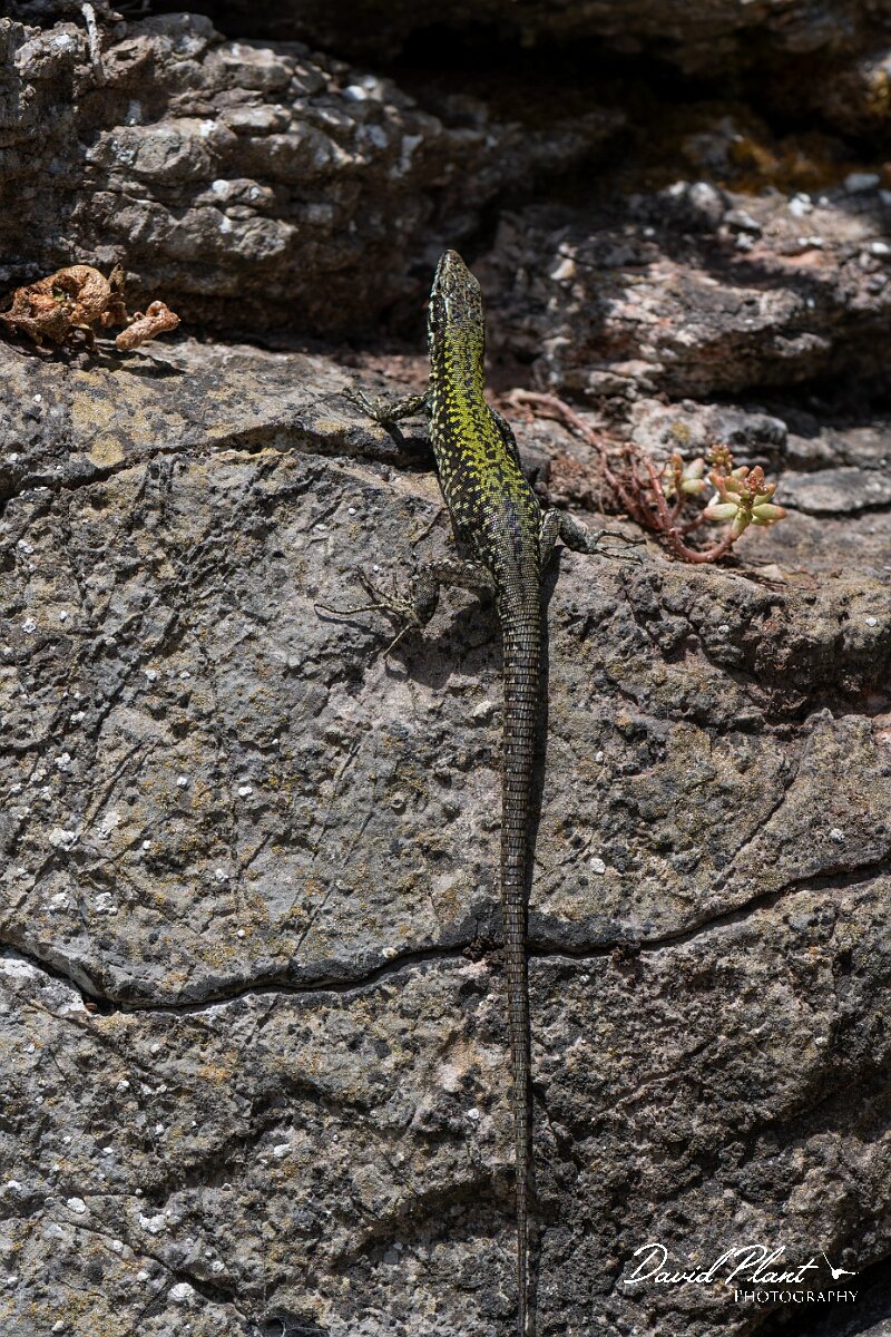 David Plant Photography - Wildlife Photography - Common wall lizard - E.jpg - Common wall lizard, Podarcis muralis - Bristol