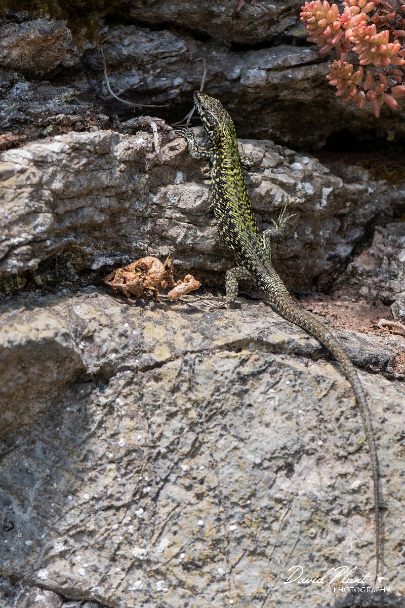 David Plant Photography - Wildlife Photography - Common wall lizard - F.jpg - Common wall lizard, Podarcis muralis - Bristol