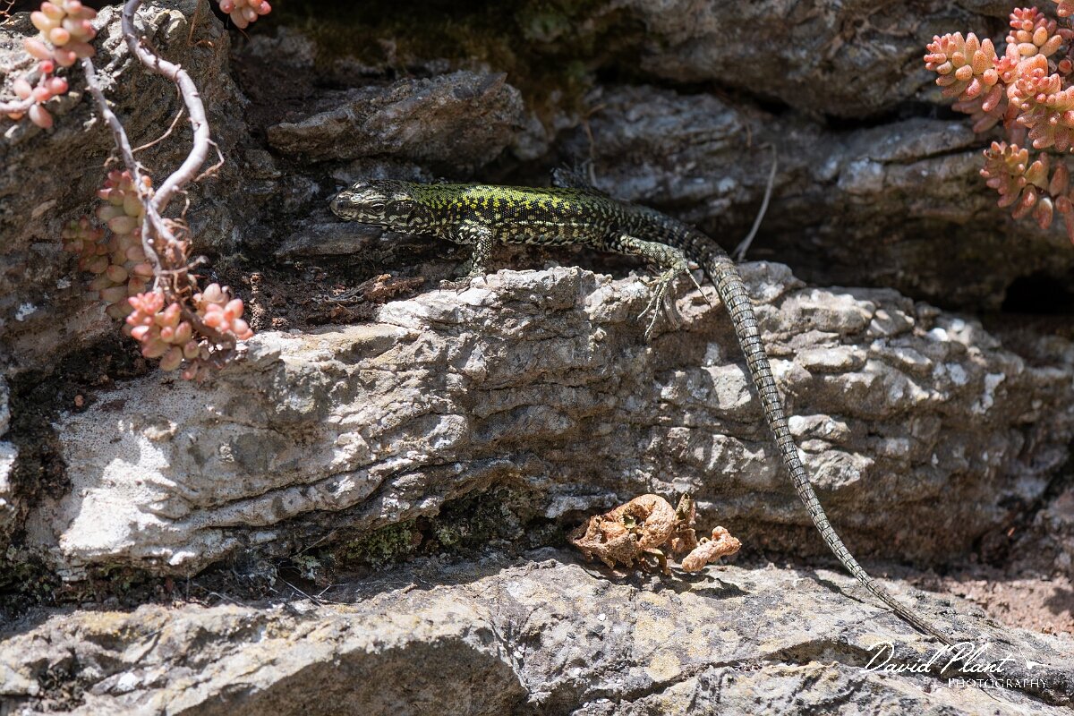 David Plant Photography - Wildlife Photography - Common wall lizard - G.jpg - Common wall lizard, Podarcis muralis - Bristol