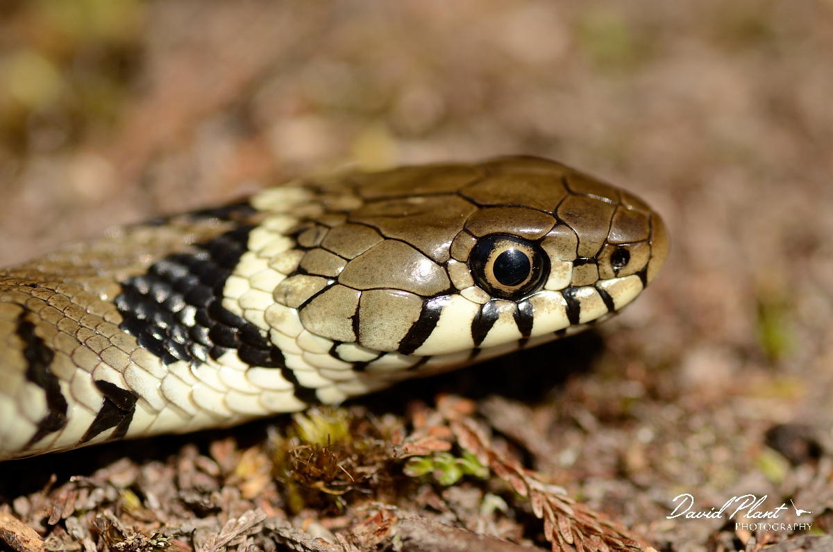 David Plant Photography - Wildlife Photography - Grass snake - A.jpg - Barred grass snake, Natrix helvetica, head - Dorset