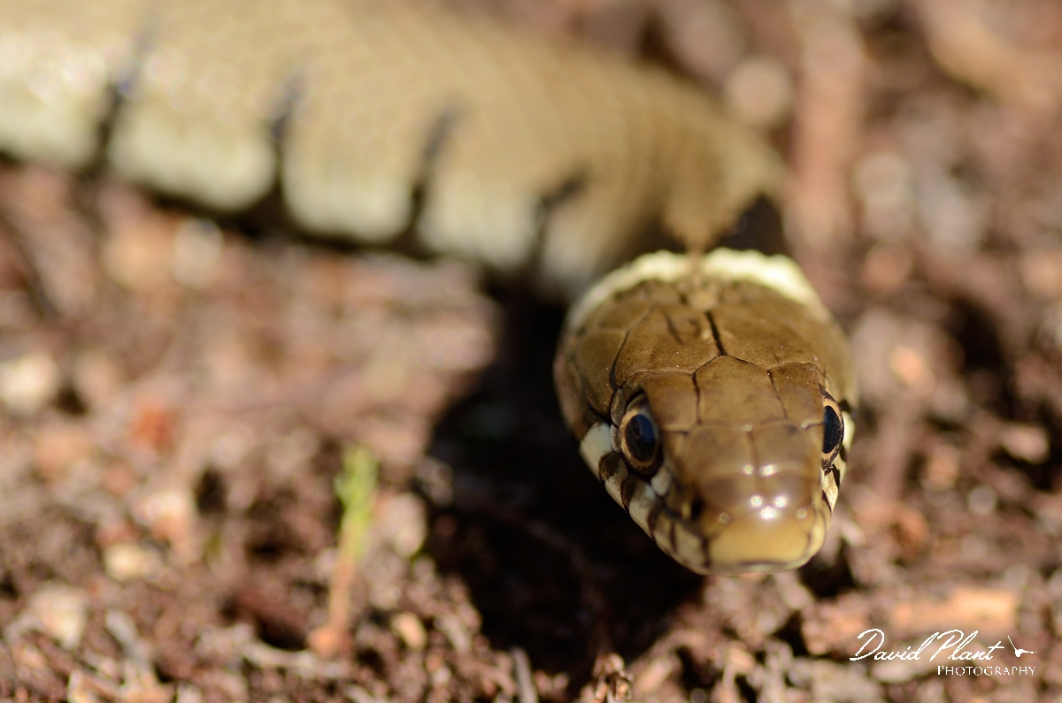 David Plant Photography - Wildlife Photography - Grass snake - D.jpg - Barred grass snake, Natrix helvetica - Dorset