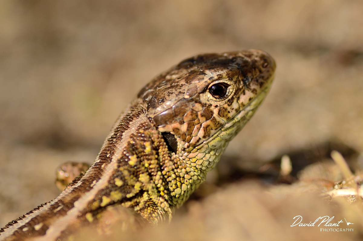 David Plant Photography - Wildlife Photography - Sand lizard - D.jpg - Sand lizard, Lacerta agilis, male head - Dorset