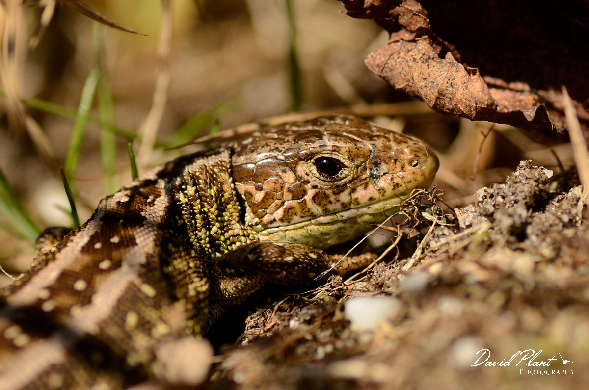David Plant Photography - Wildlife Photography - Sand lizard - E.jpg - Sand lizard, Lacerta agilis, male head - Dorset