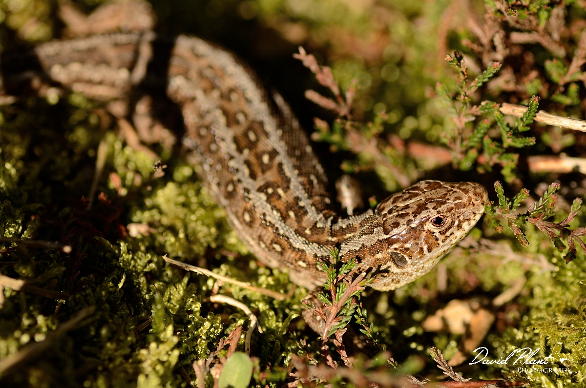 David Plant Photography - Wildlife Photography - Sand lizard - G.jpg - Sand lizard, Lacerta agilis, female basking - Dorset