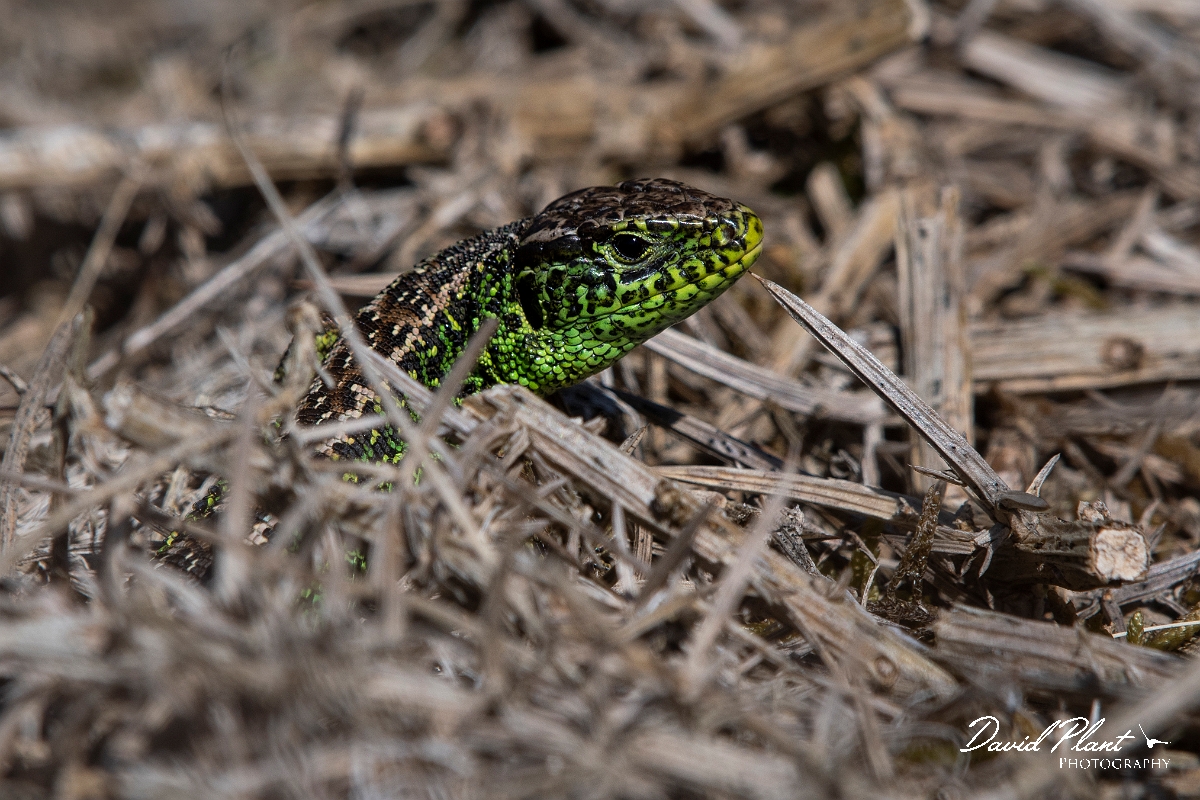 David Plant Photography - Wildlife Photography - Sand lizard - H.JPG - Sand lizard, Lacerta agilis, male - Dorset