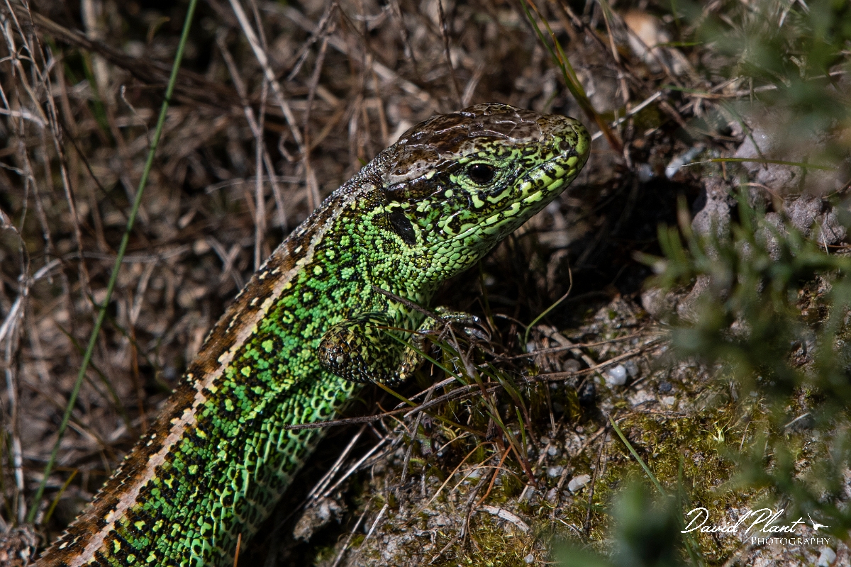 David Plant Photography - Wildlife Photography - Sand lizard - I.JPG - Sand lizard, Lacerta agilis, male - Dorset