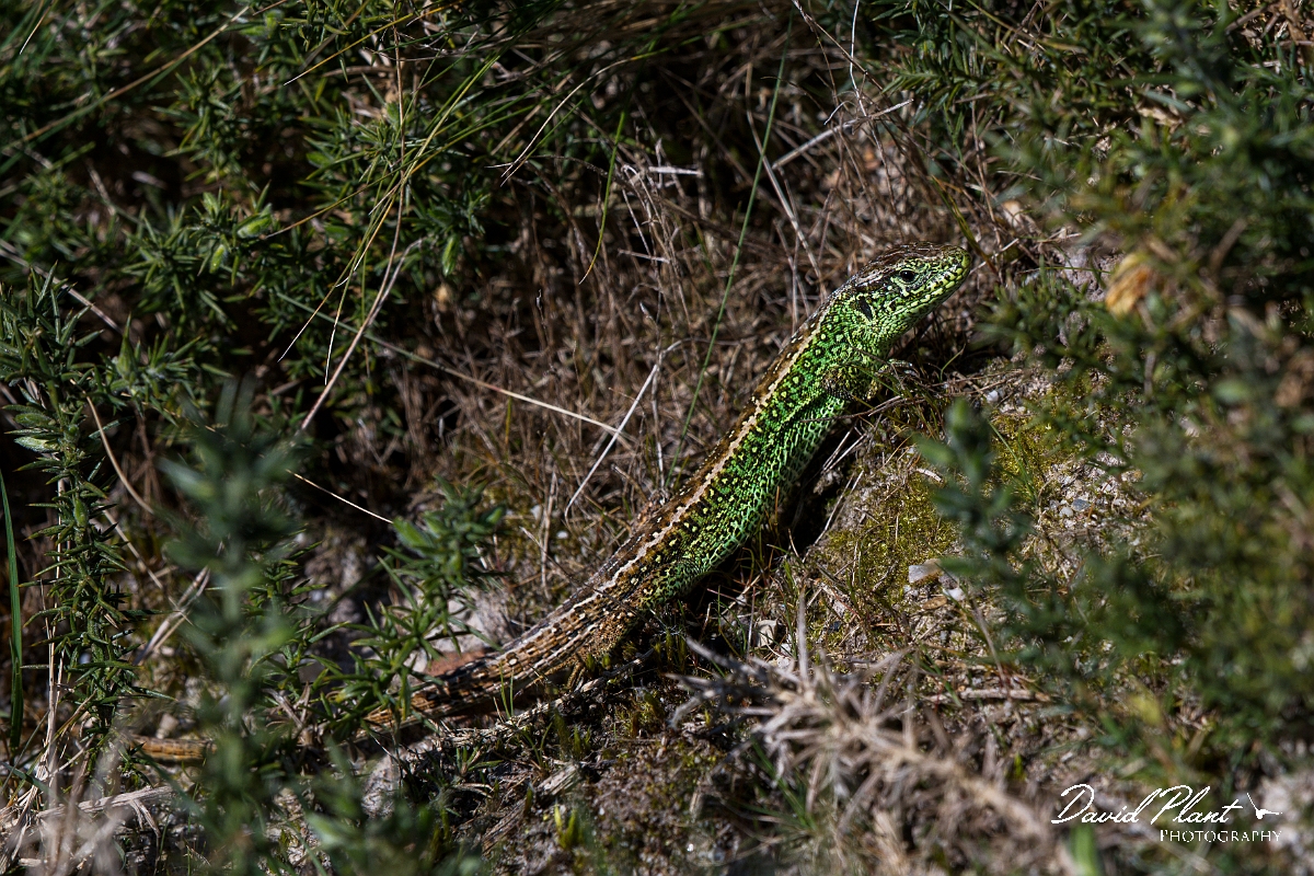 David Plant Photography - Wildlife Photography - Sand lizard - J.JPG - Sand lizardLacerta agilis, male - Dorset