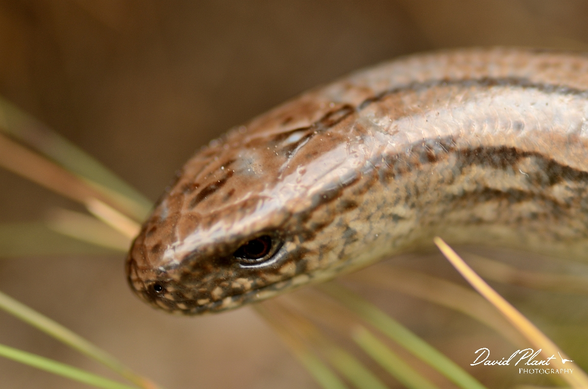 David Plant Photography - Wildlife Photography - Slow worm - D.jpg - Slow worm, Anguis fragilis, head - Dorset