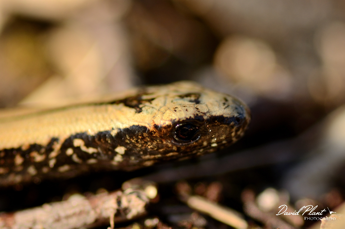David Plant Photography - Wildlife Photography - Slow worm - F.jpg - Slow worm, Anguis fragilis, juvenile head - Dorset
