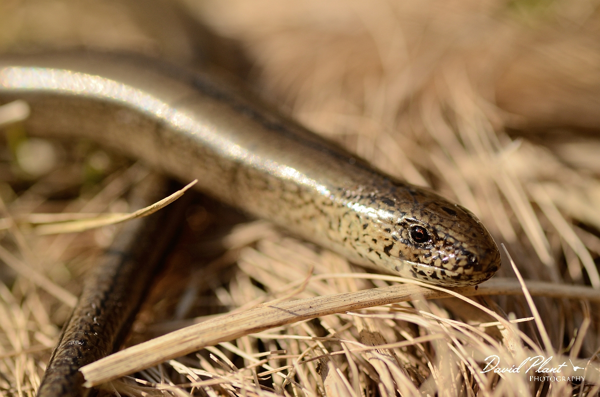 David Plant Photography - Wildlife Photography - Slow worm - H.jpg - Slow worm, Anguis fragilis, female basking - Dorset