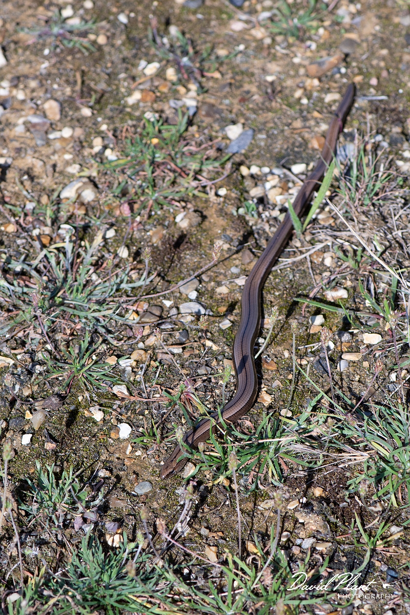 David Plant Photography - Wildlife Photography - Slow worm - K.jpg - Slow worm, Anguis fragilis - Kent