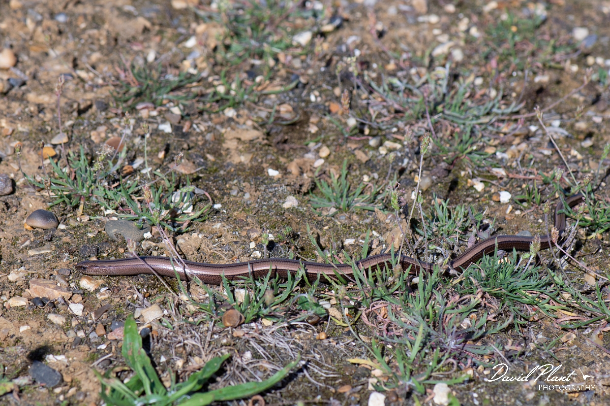 David Plant Photography - Wildlife Photography - Slow worm - L.jpg - Slow worm, Anguis fragilis - Kent