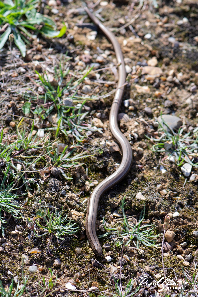 David Plant Photography - Wildlife Photography - Slow worm - N.jpg - Slow worm, Anguis fragilis - Kent