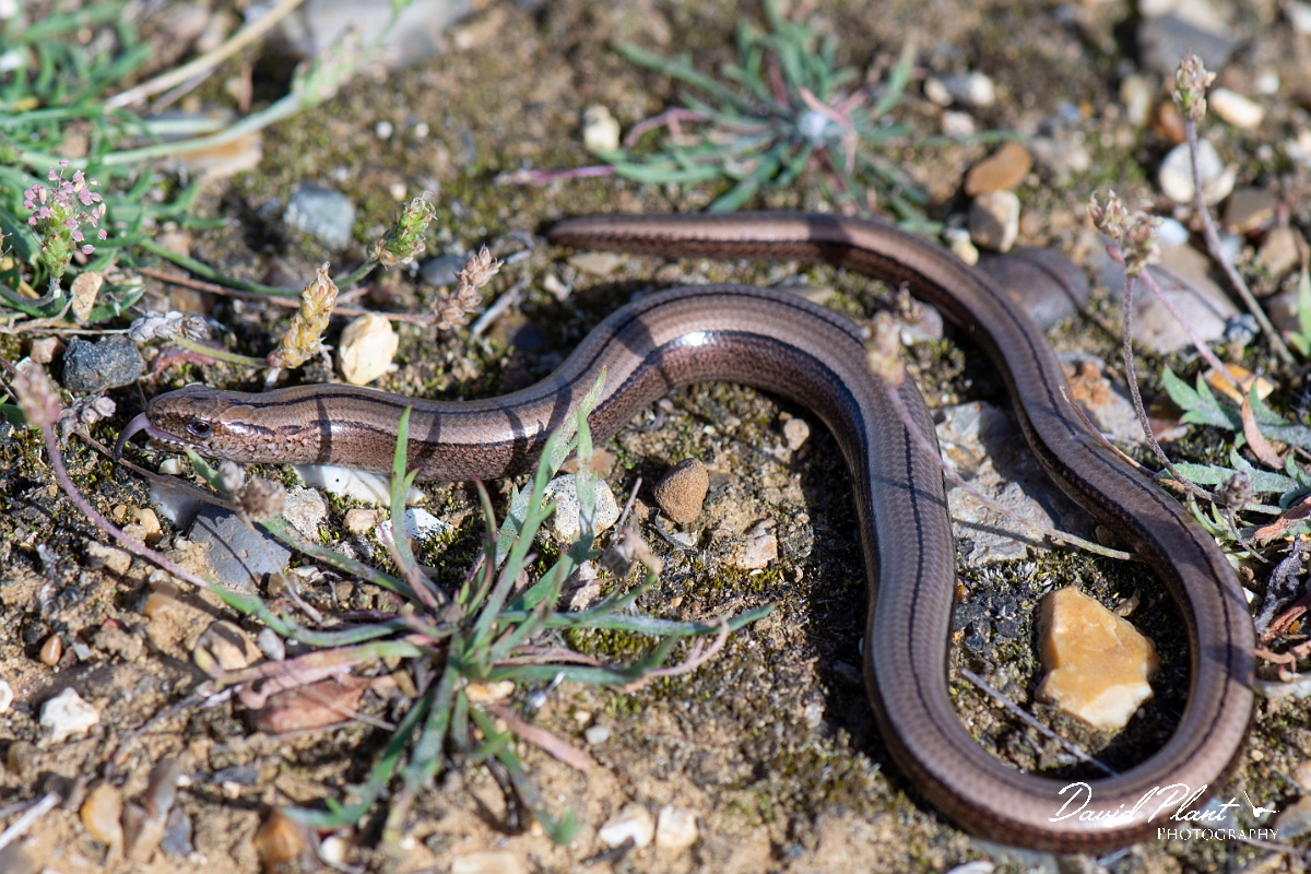 David Plant Photography - Wildlife Photography - Slow worm - P.jpg - Slow worm, Anguis fragilis - Kent