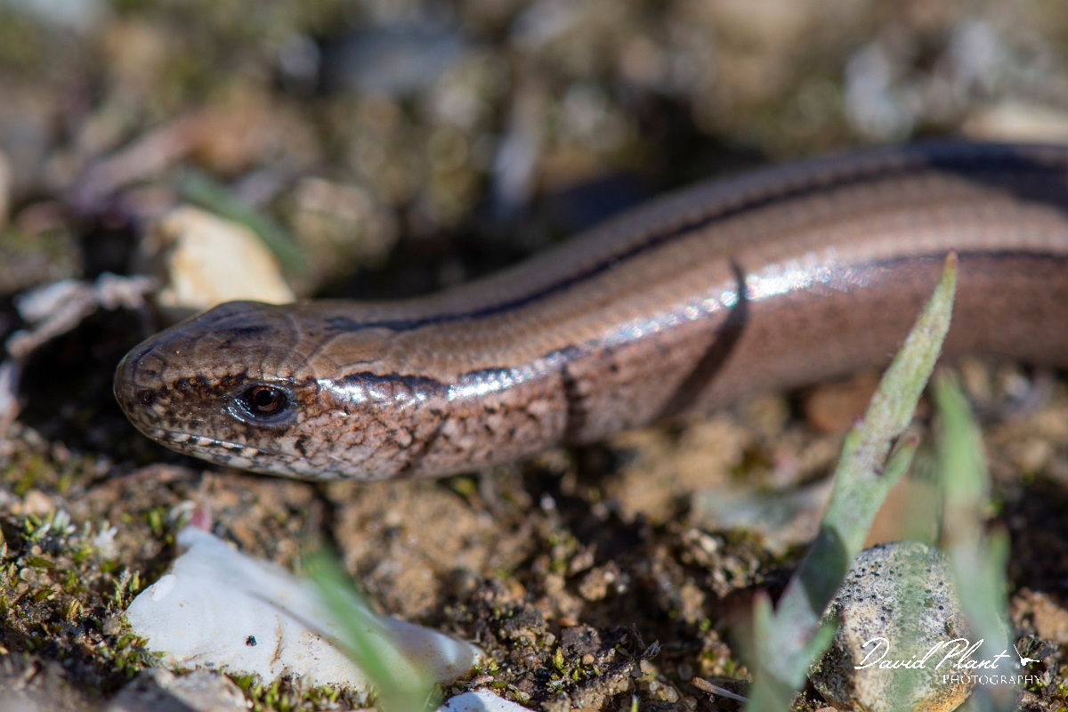 David Plant Photography - Wildlife Photography - Slow worm - Q.jpg - Slow worm, Anguis fragilis - Kent