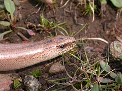David Plant Photography - Wildlife Photographer - Slow worm male head - A