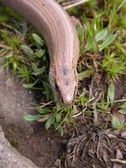 David Plant Photography - Wildlife Photographer - Slow worm male head - B