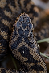 David Plant Photography - Wildlife Photography - Adder - B