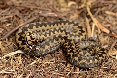 David Plant Photography - Wildlife Photography - Adder - C