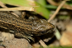 David Plant Photography - Wildlife Photography - Common lizard - C