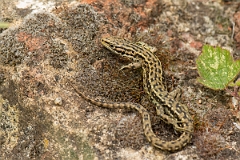 David Plant Photography - Wildlife Photography - Common lizard - E