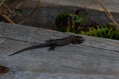 David Plant Photography - Wildlife Photography - Common lizard - F