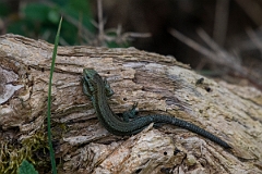 David Plant Photography - Wildlife Photography - Common lizard - G