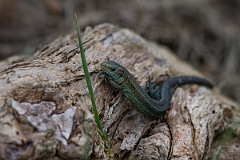 David Plant Photography - Wildlife Photography - Common lizard - H