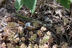 David Plant Photography - Wildlife Photography - Common wall lizard - A