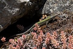 David Plant Photography - Wildlife Photography - Common wall lizard - B