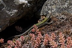 David Plant Photography - Wildlife Photography - Common wall lizard - C