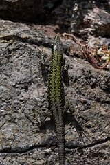 David Plant Photography - Wildlife Photography - Common wall lizard - D